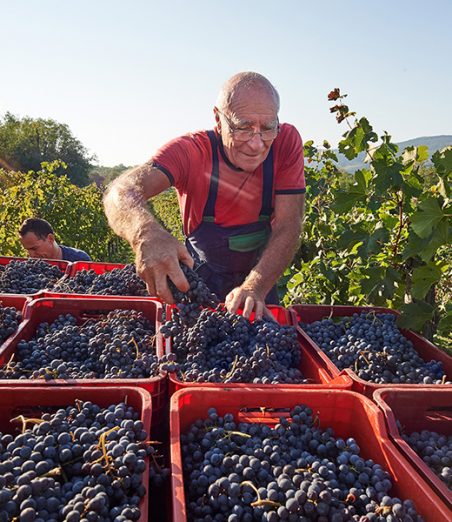 vinograd-saksida-trgatev-merlot4